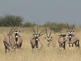 Africa 030 : Africa, Animal, Botswana, Gemsbok (Oryx), Grassland, Landscape, Makgadikgadi, Mammal